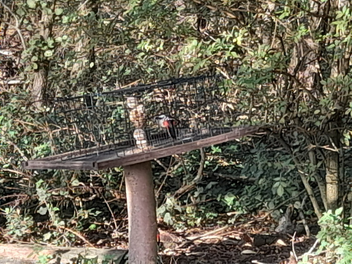 Great Spotted Woodpecker - ML643285630