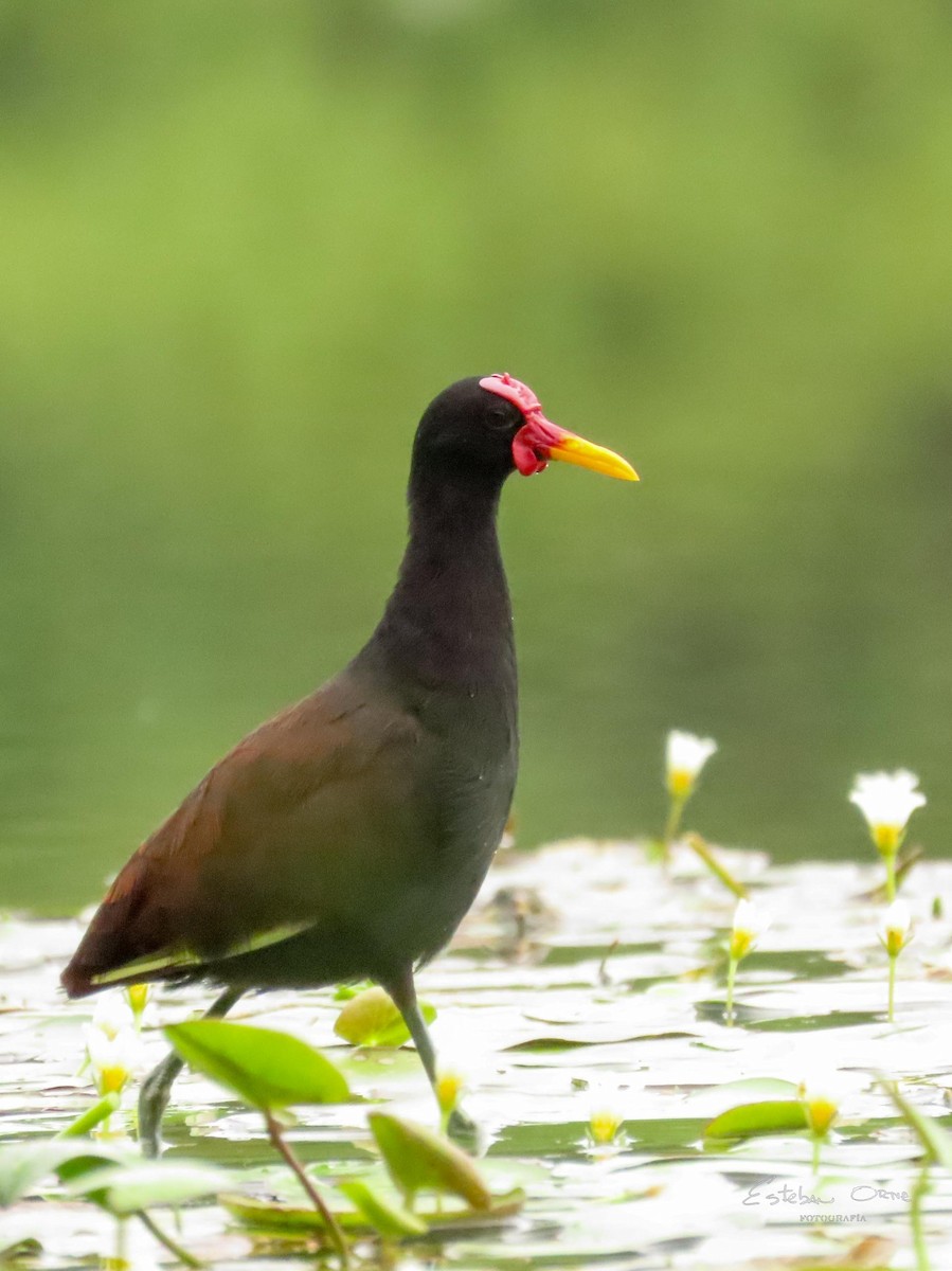 Wattled Jacana - ML643285631