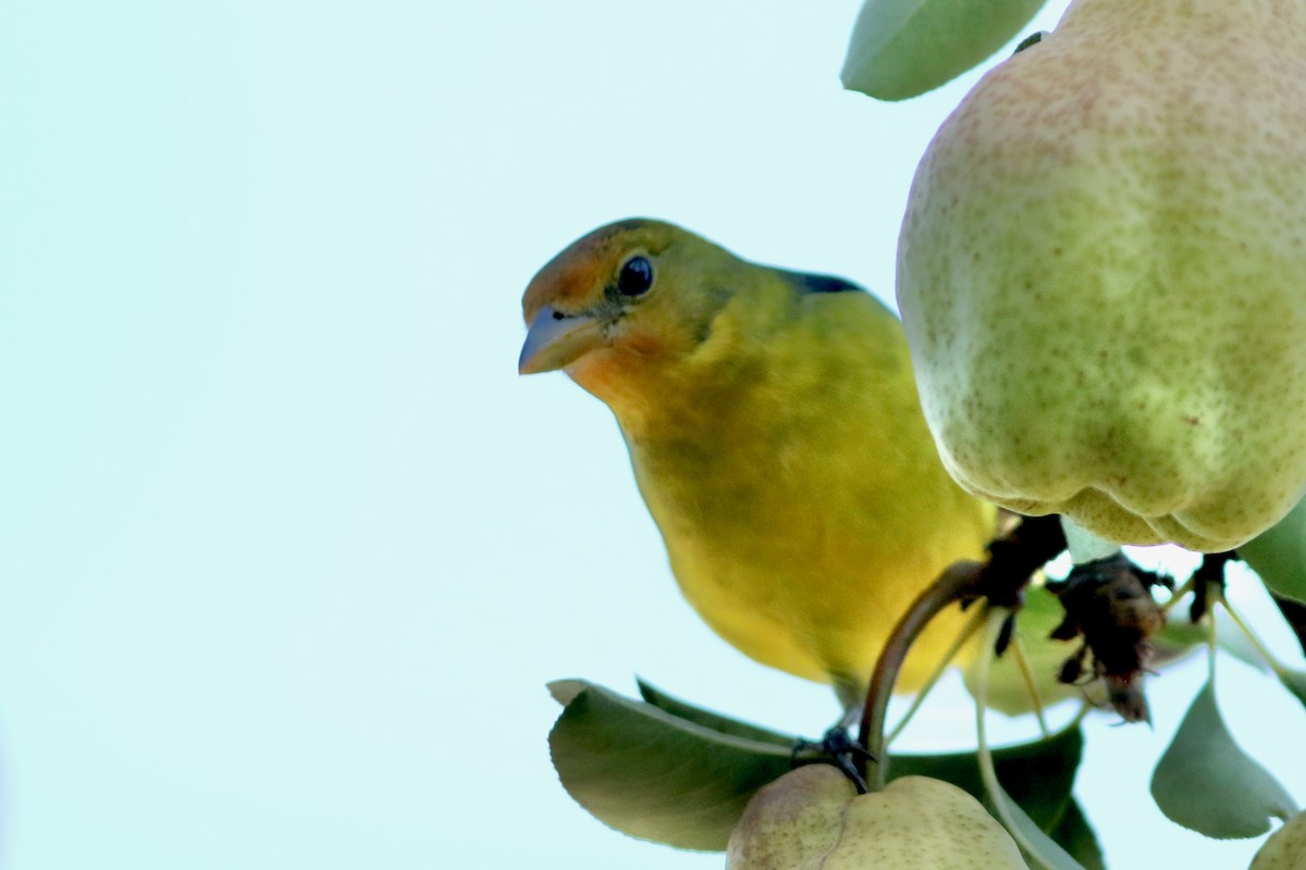 Western Tanager - ML643285646