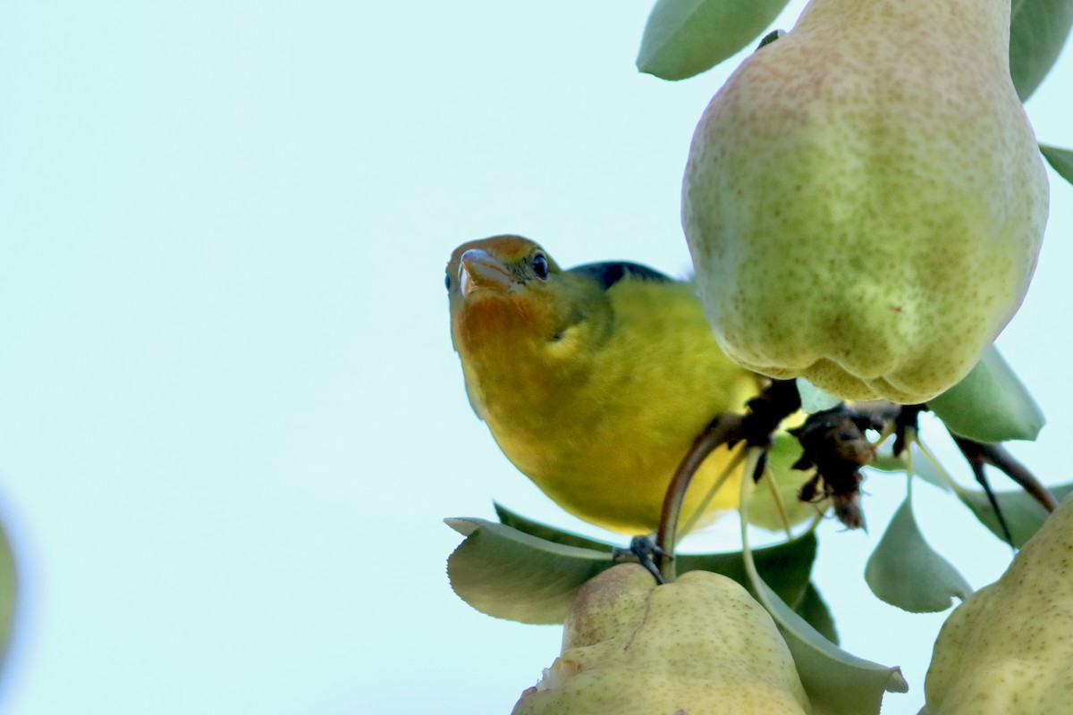 Western Tanager - ML643285647