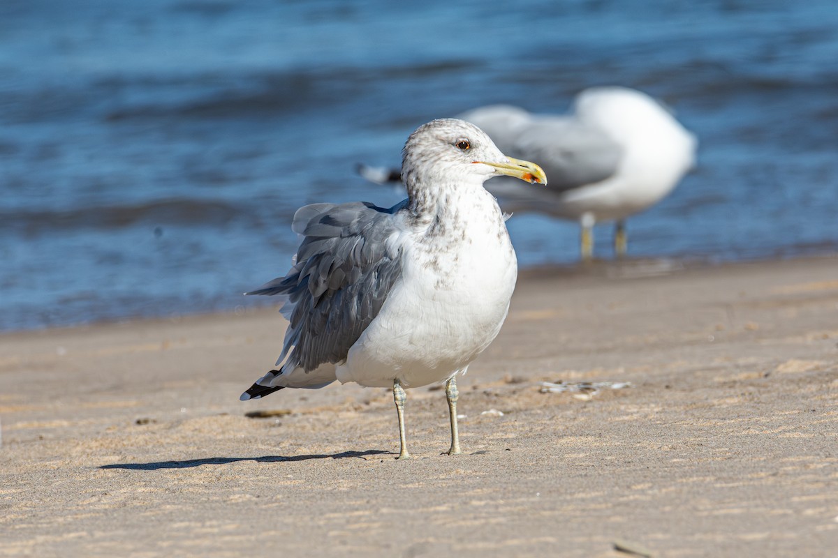 California Gull - ML643285649