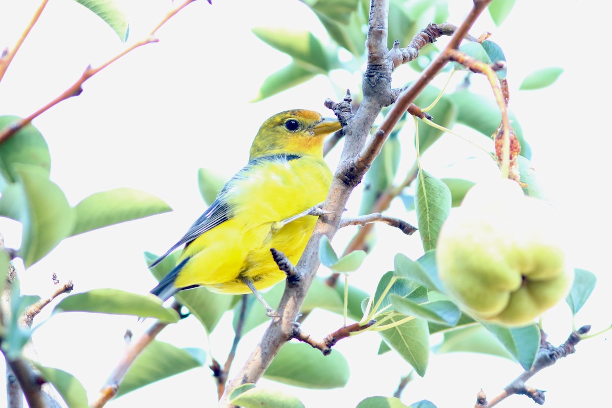 Western Tanager - ML643285650