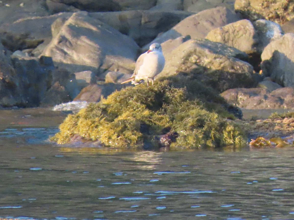 Heermann's Gull - ML643285678