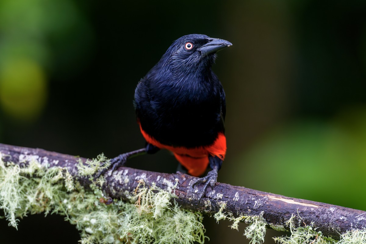 Red-bellied Grackle - ML643285681