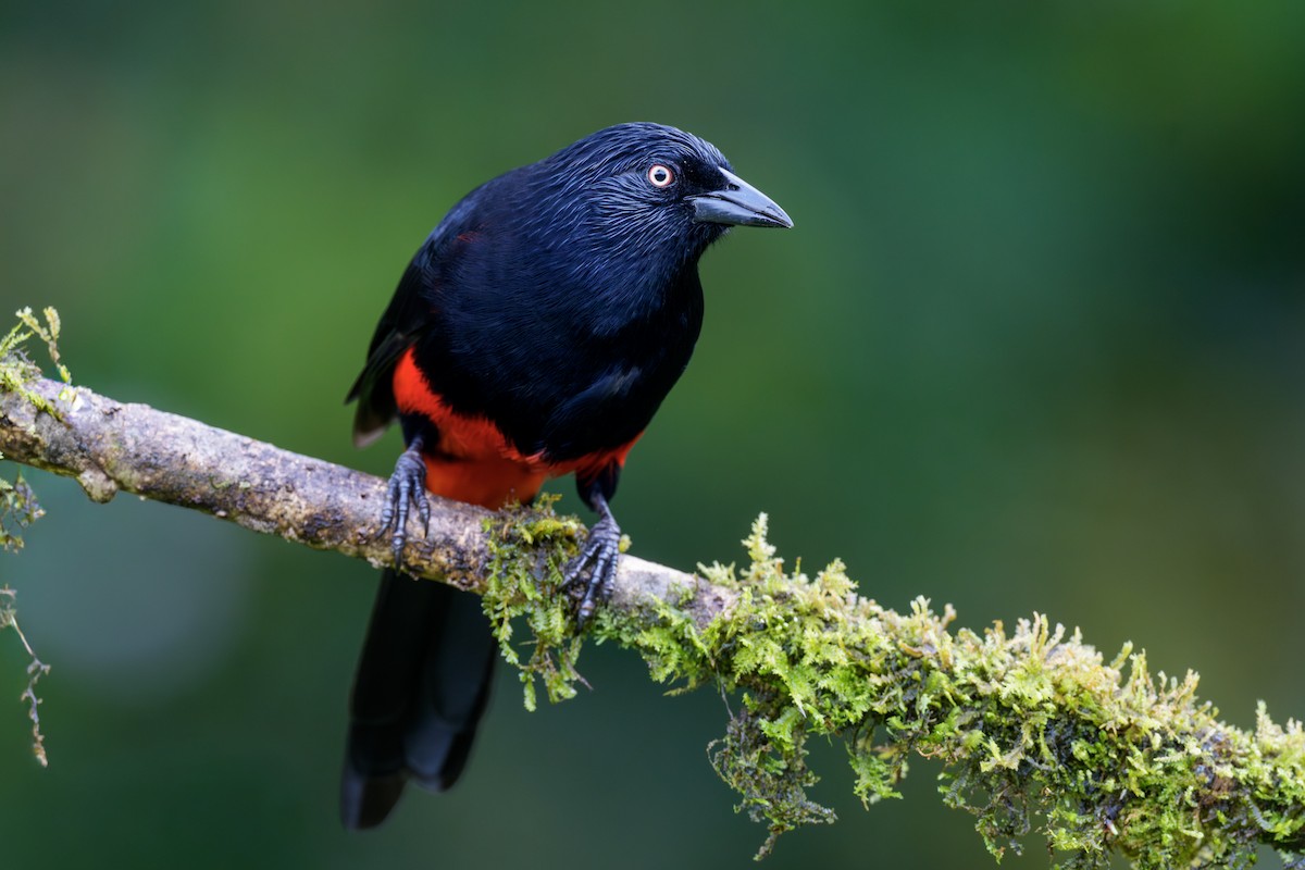 Red-bellied Grackle - ML643285682