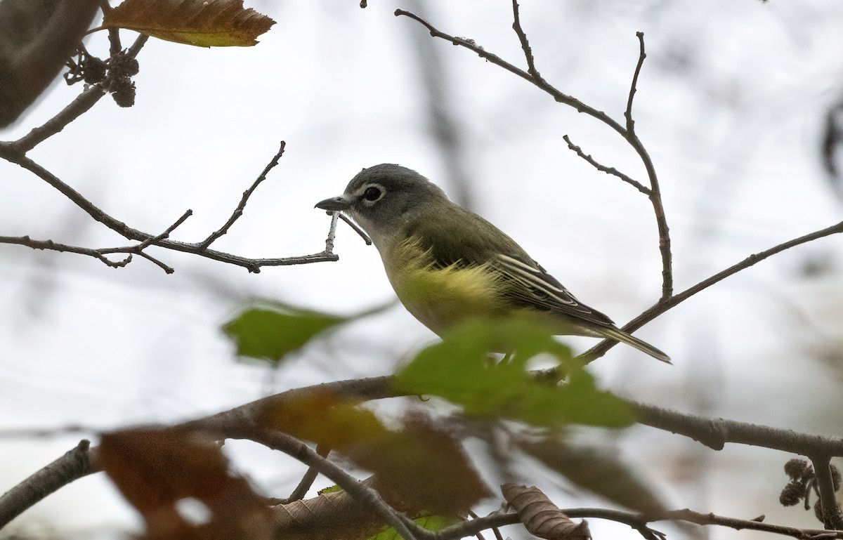 Blue-headed Vireo - ML643285687