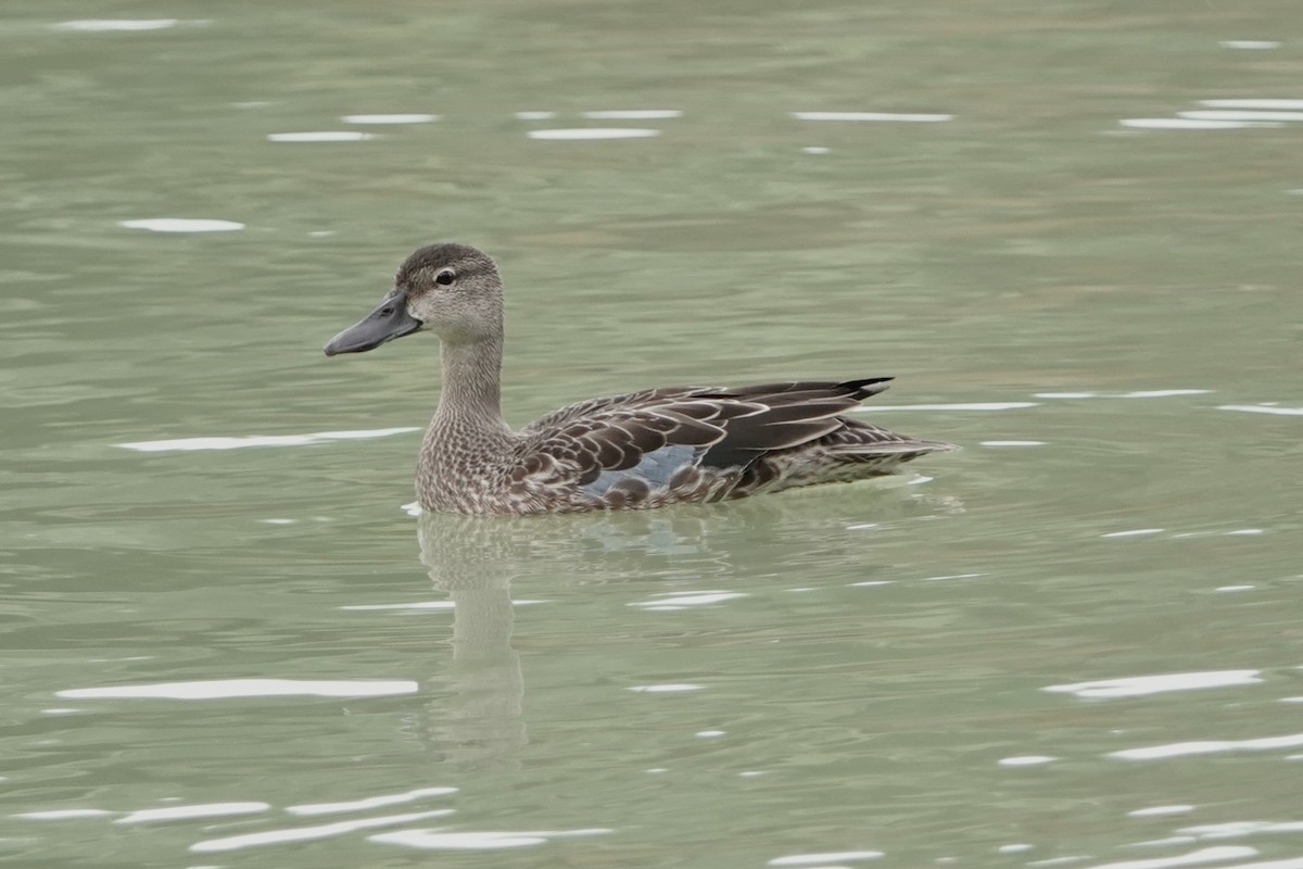 Blue-winged Teal - ML643285688