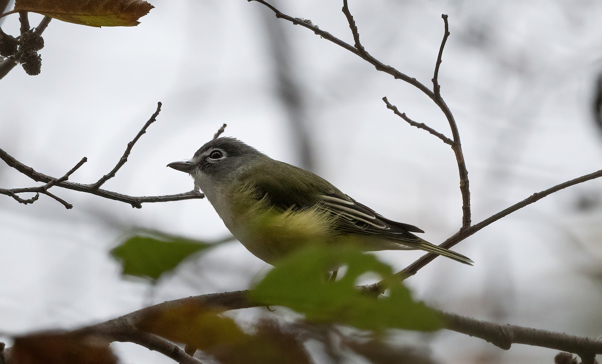 Blue-headed Vireo - ML643285695
