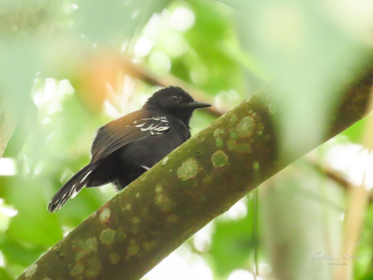 Jet Antbird - ML643285696