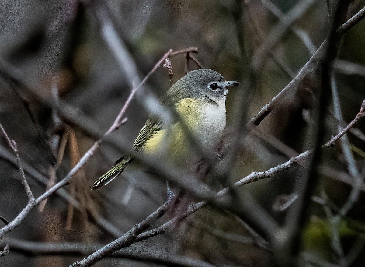 Blue-headed Vireo - ML643285698