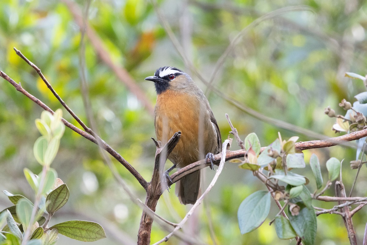 Nilgiri Laughingthrush - ML643285754