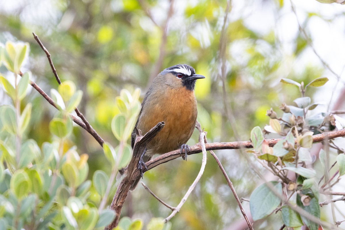 Nilgiri Laughingthrush - ML643285755