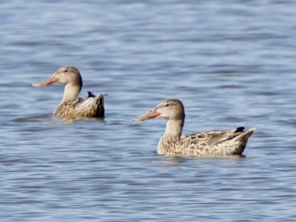 Northern Shoveler - ML643285776
