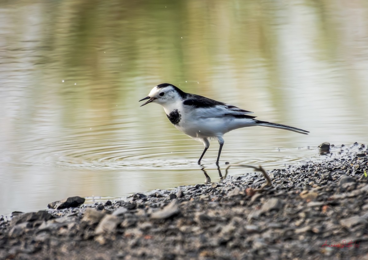 Белая трясогузка (leucopsis) - ML643285790