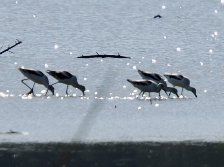 American Avocet - ML643285794