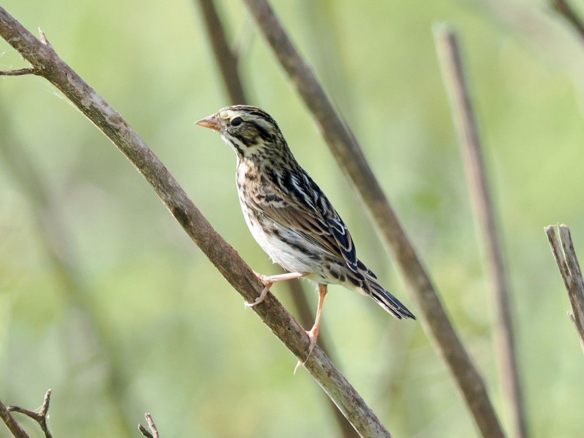 Savannah Sparrow - ML643285812