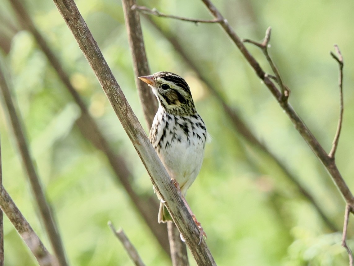 Savannah Sparrow - ML643285813