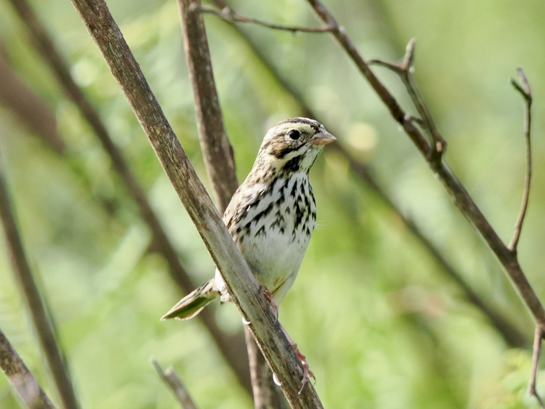 Savannah Sparrow - ML643285814