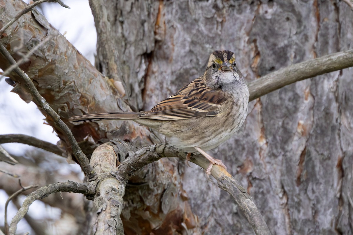 White-throated Sparrow - ML643285833