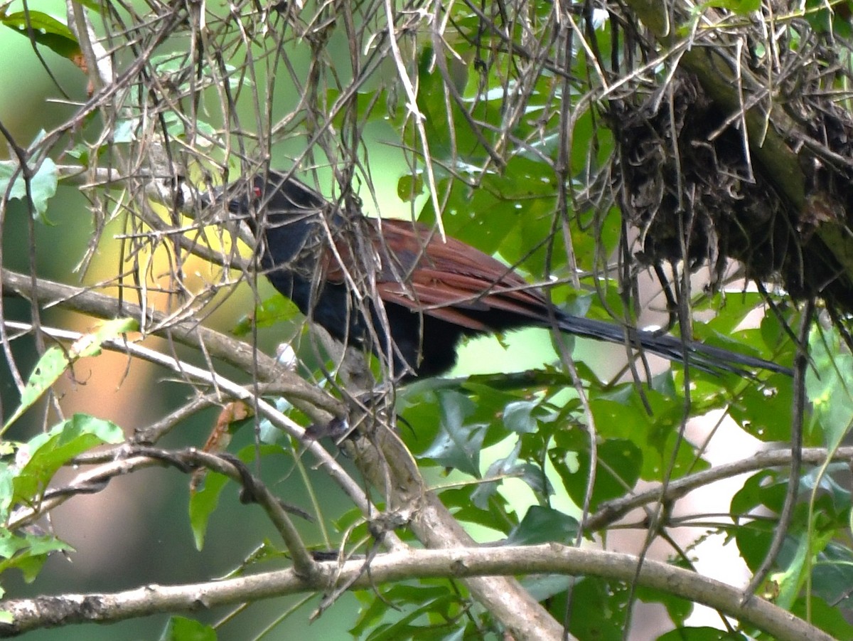 Greater Coucal - ML643285839