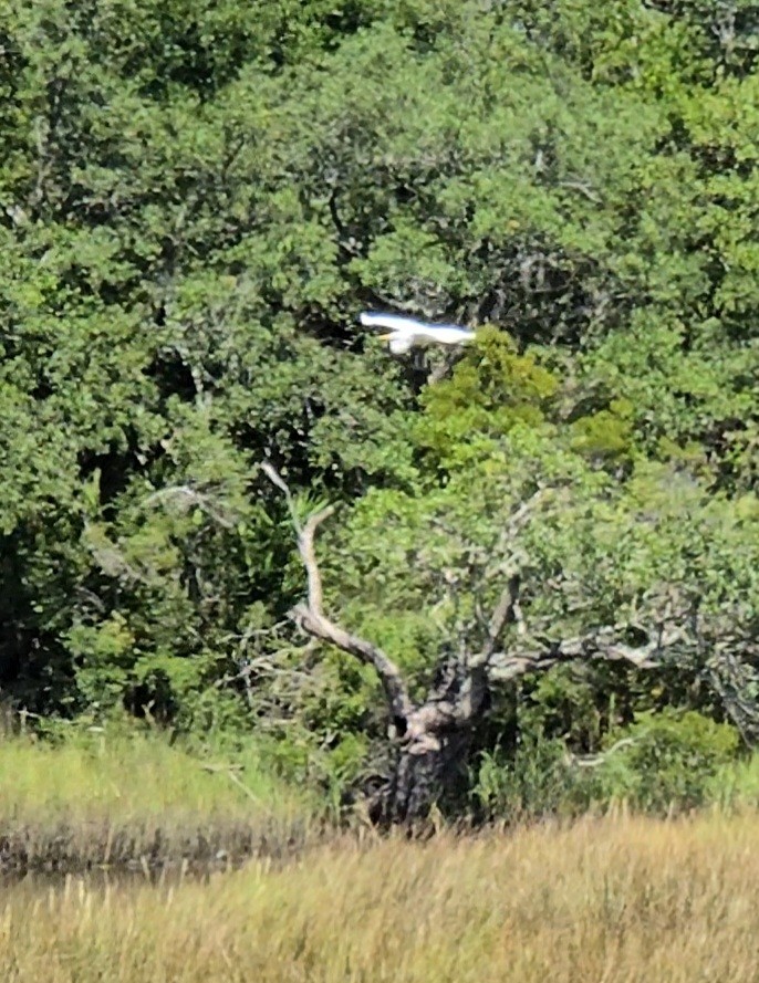 Great Egret - ML643285844
