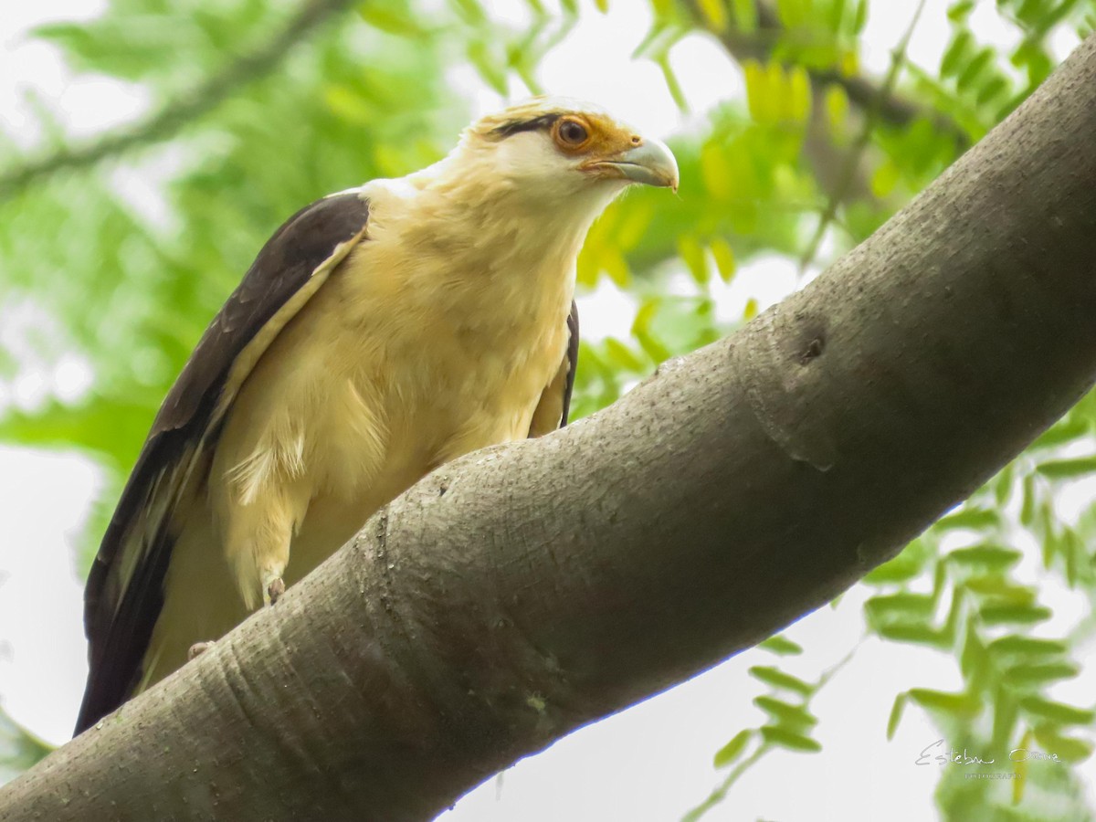 Yellow-headed Caracara - ML643285847