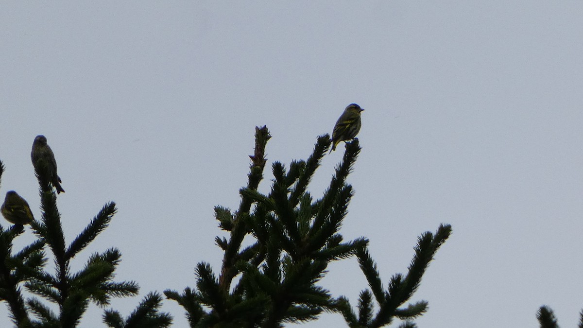 Eurasian Siskin - ML643285866