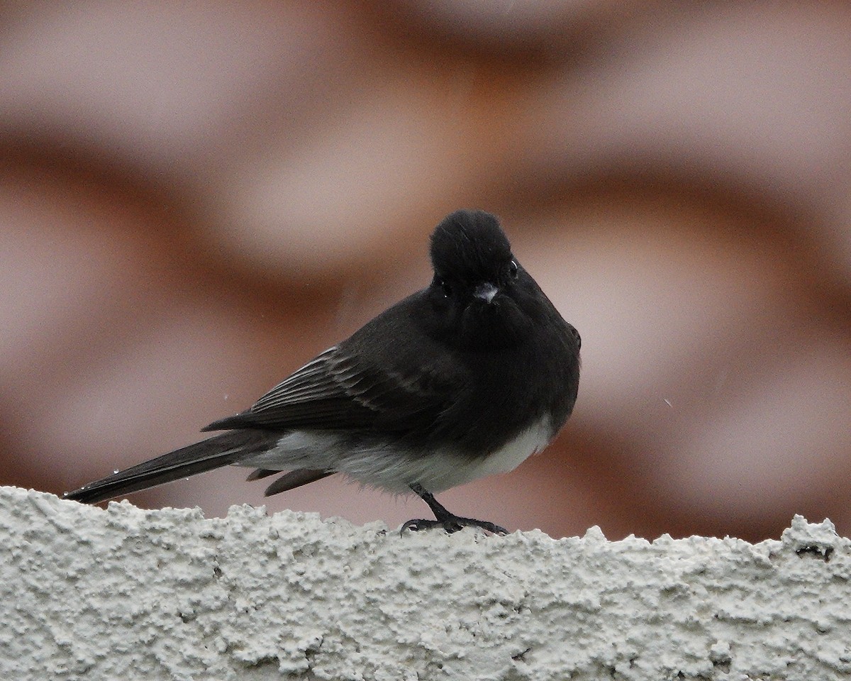 Black Phoebe - ML643285912