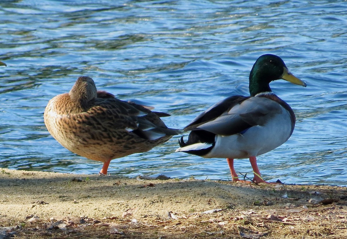 Mallard - ML643285915