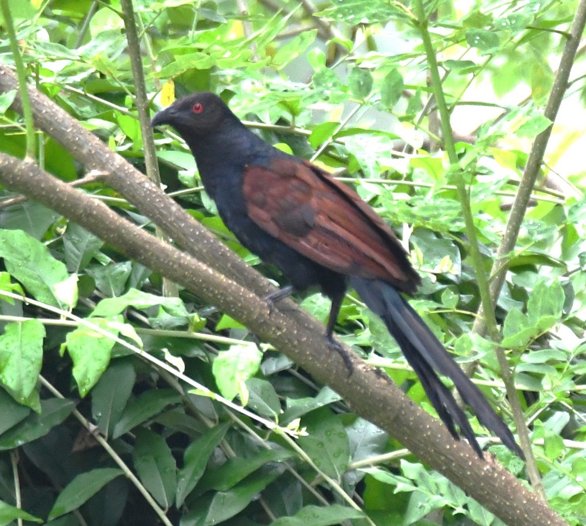 Greater Coucal - ML643285919