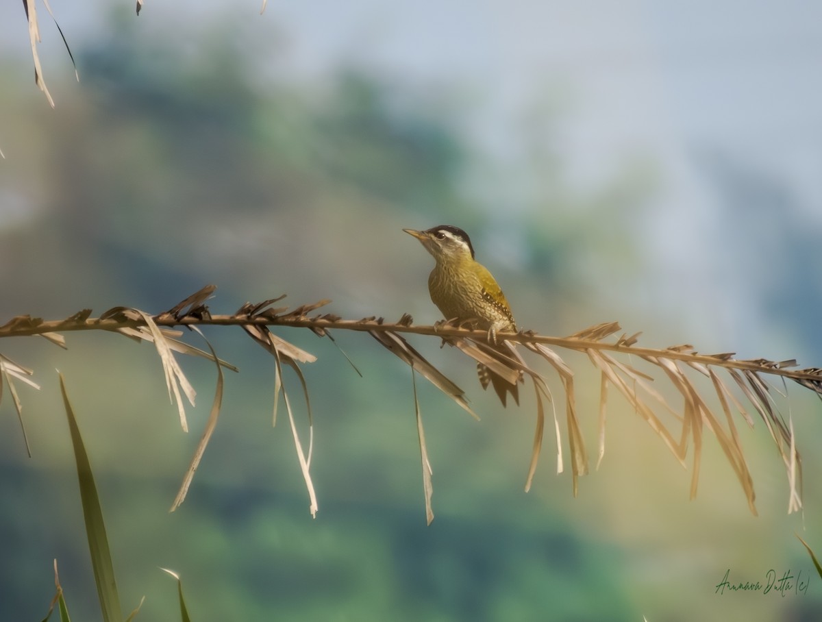 Streak-throated Woodpecker - ML643285920