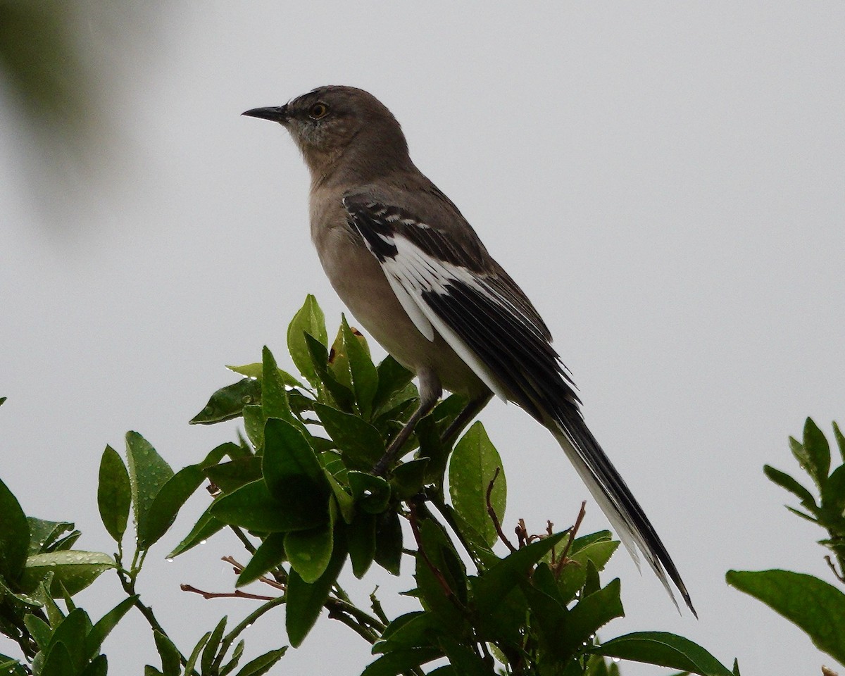 Northern Mockingbird - ML643285921