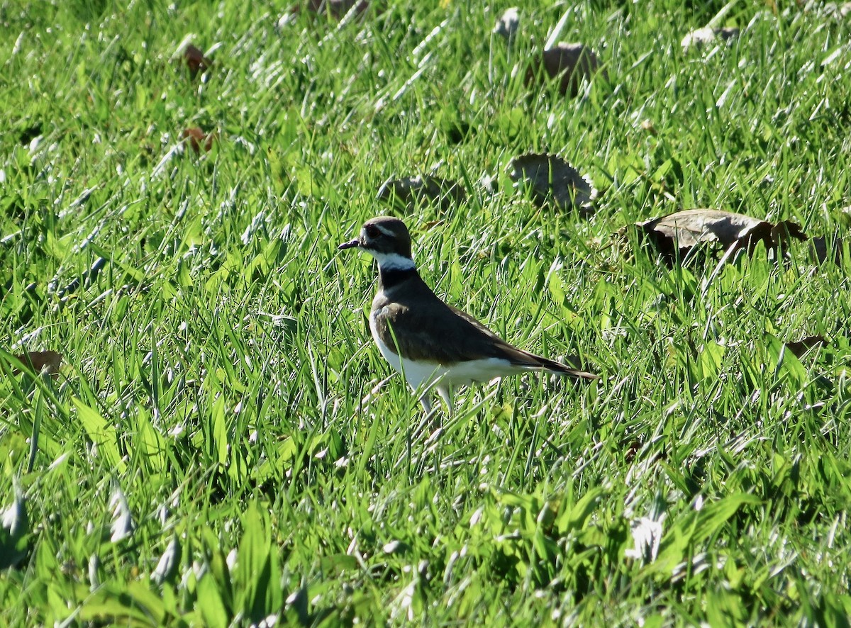 Killdeer - ML643285924