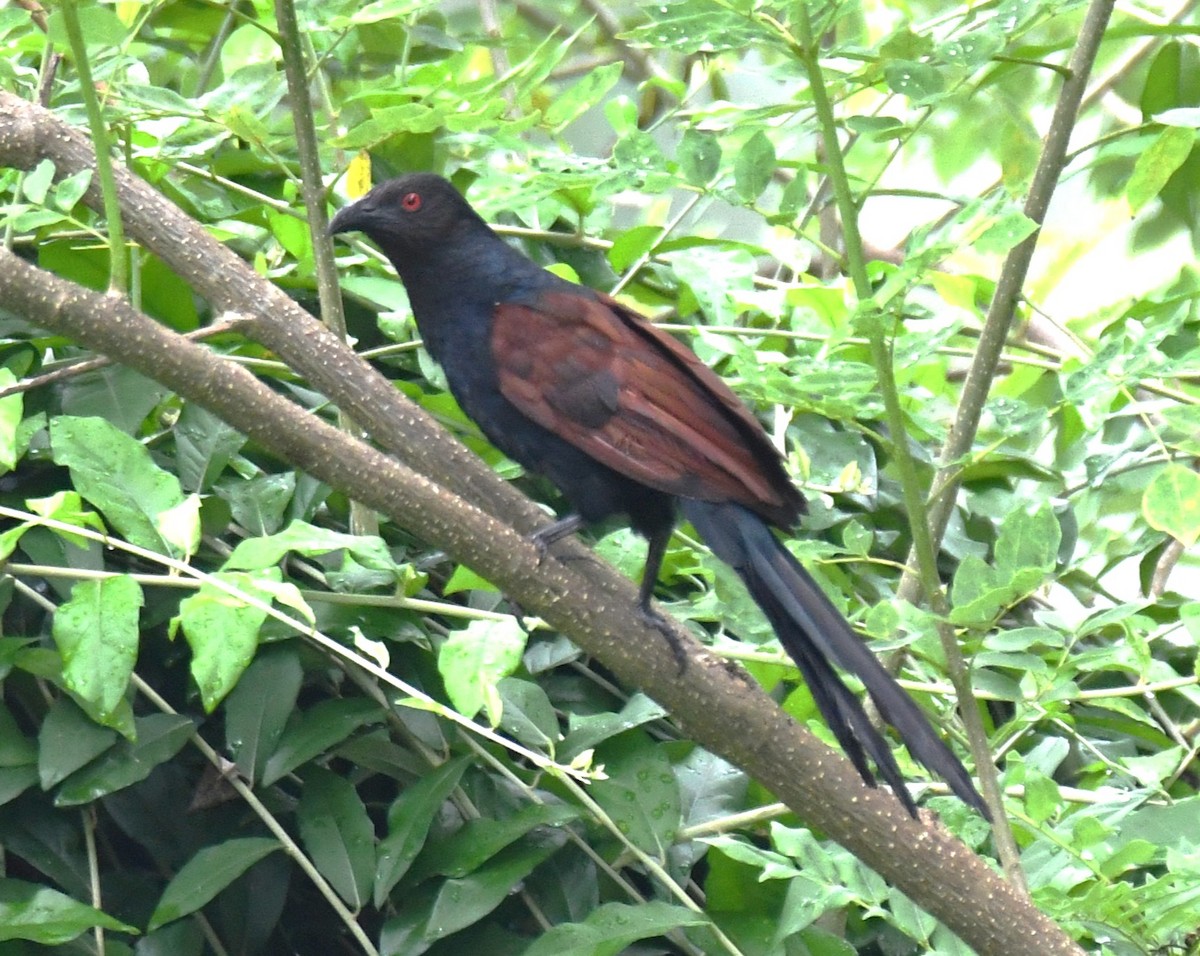 Greater Coucal - ML643285927