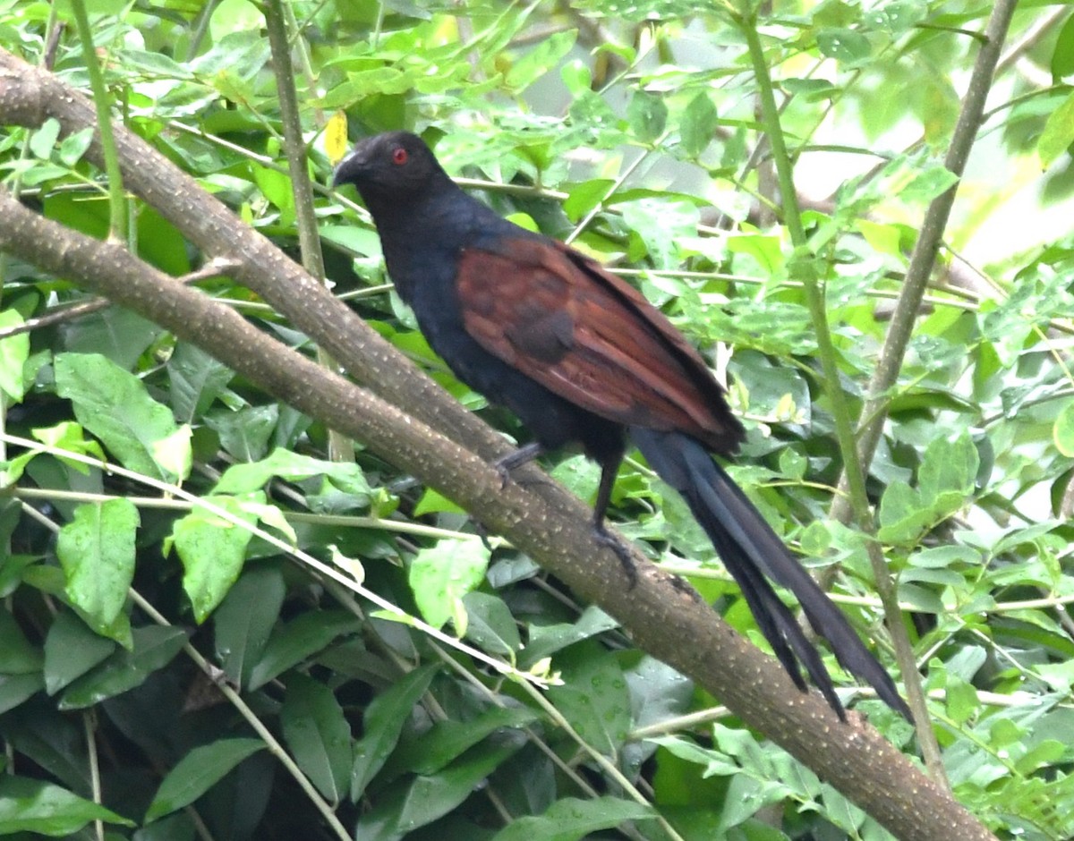 Greater Coucal - ML643285933