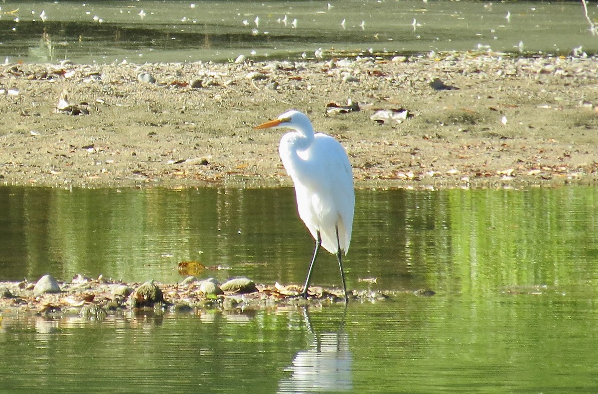 Great Egret - ML643285934