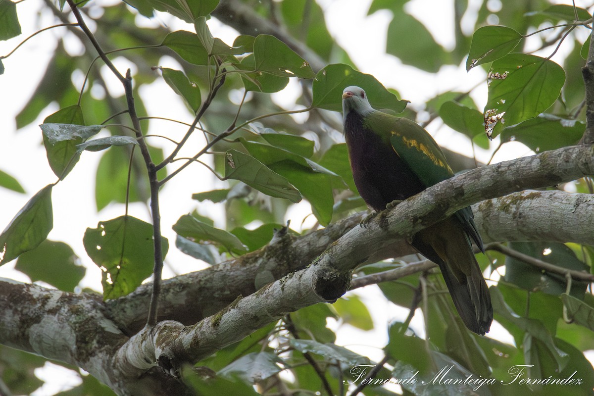 Wompoo Fruit-Dove - ML643285936