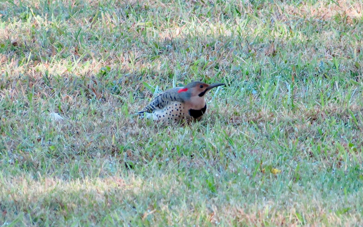 Northern Flicker - ML643285941