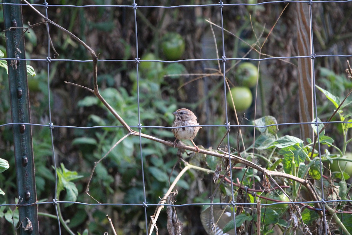 Певчая овсянка - ML643285949