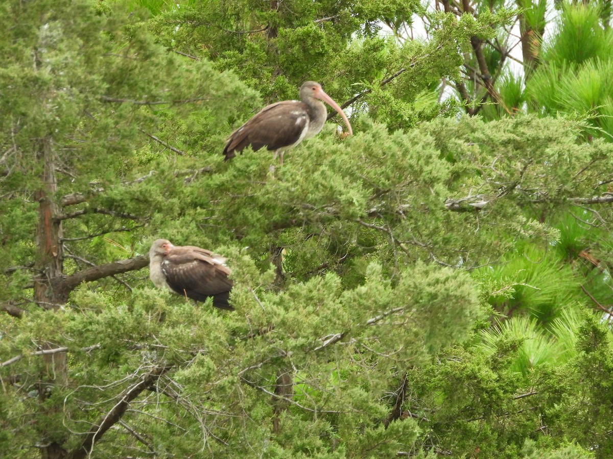White Ibis - ML643285951