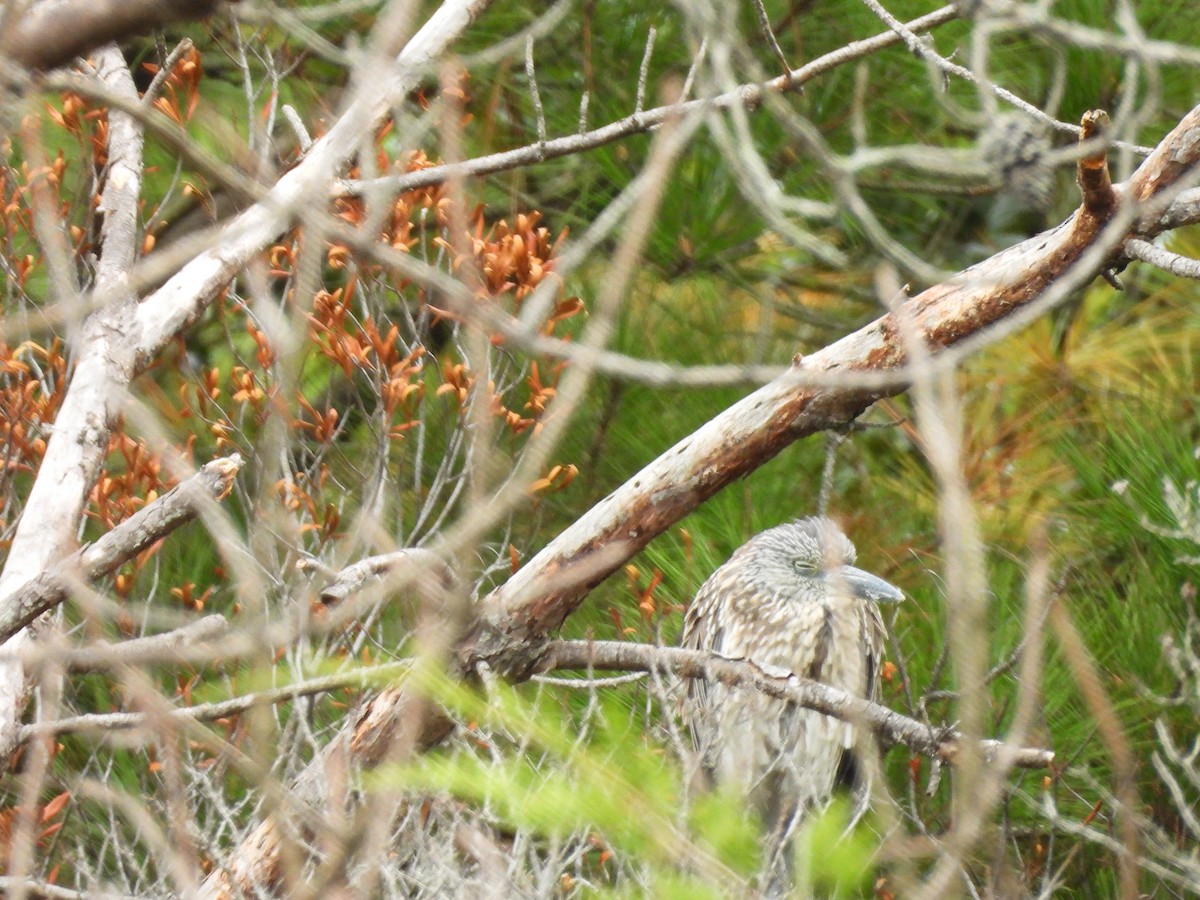 Yellow-crowned Night Heron - ML643285968