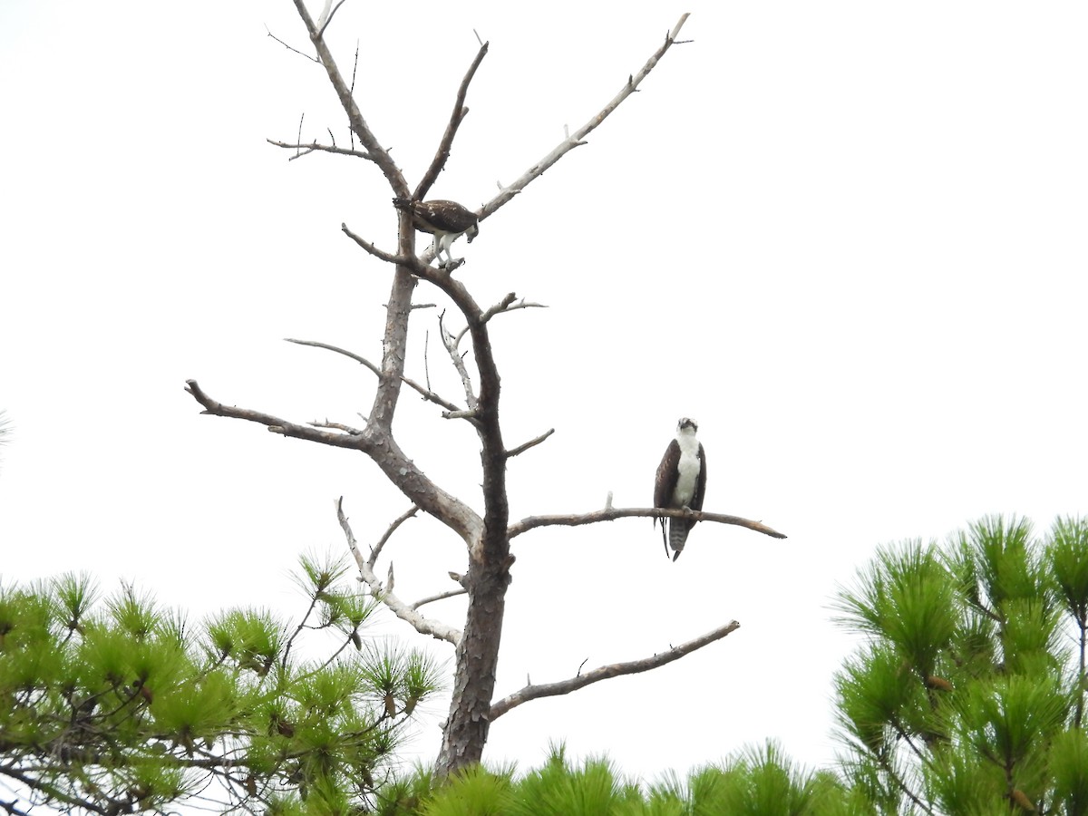 Falco pescatore - ML643285976