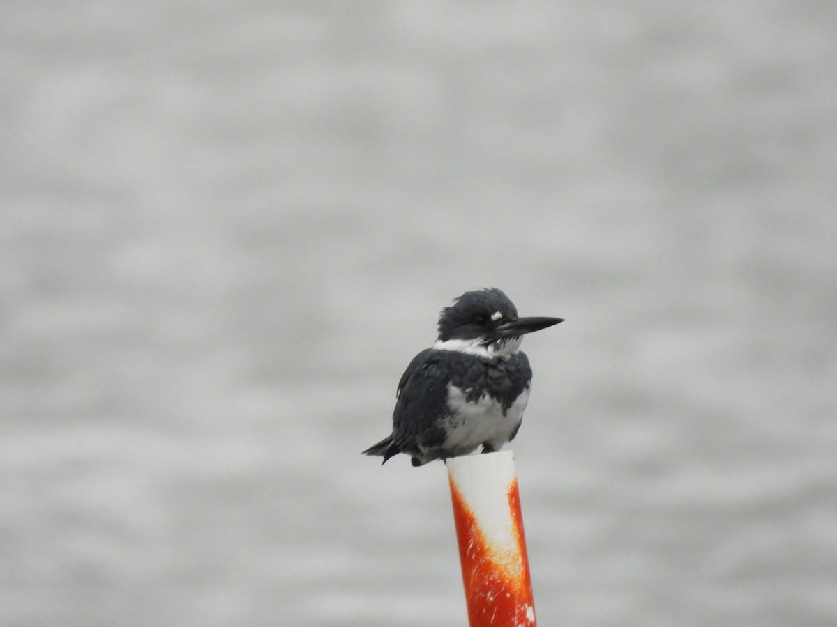 Belted Kingfisher - ML643285992