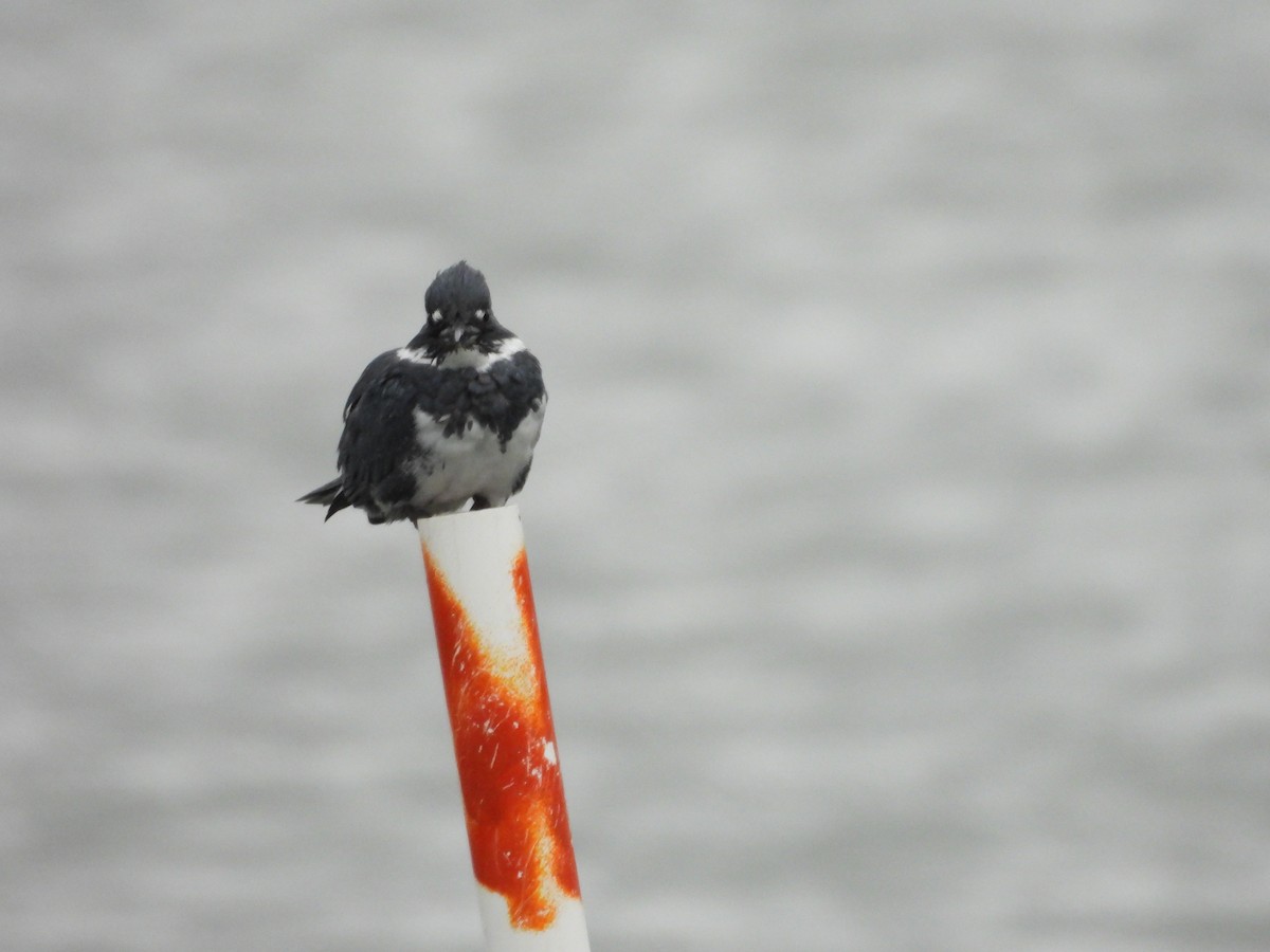 Belted Kingfisher - ML643285993