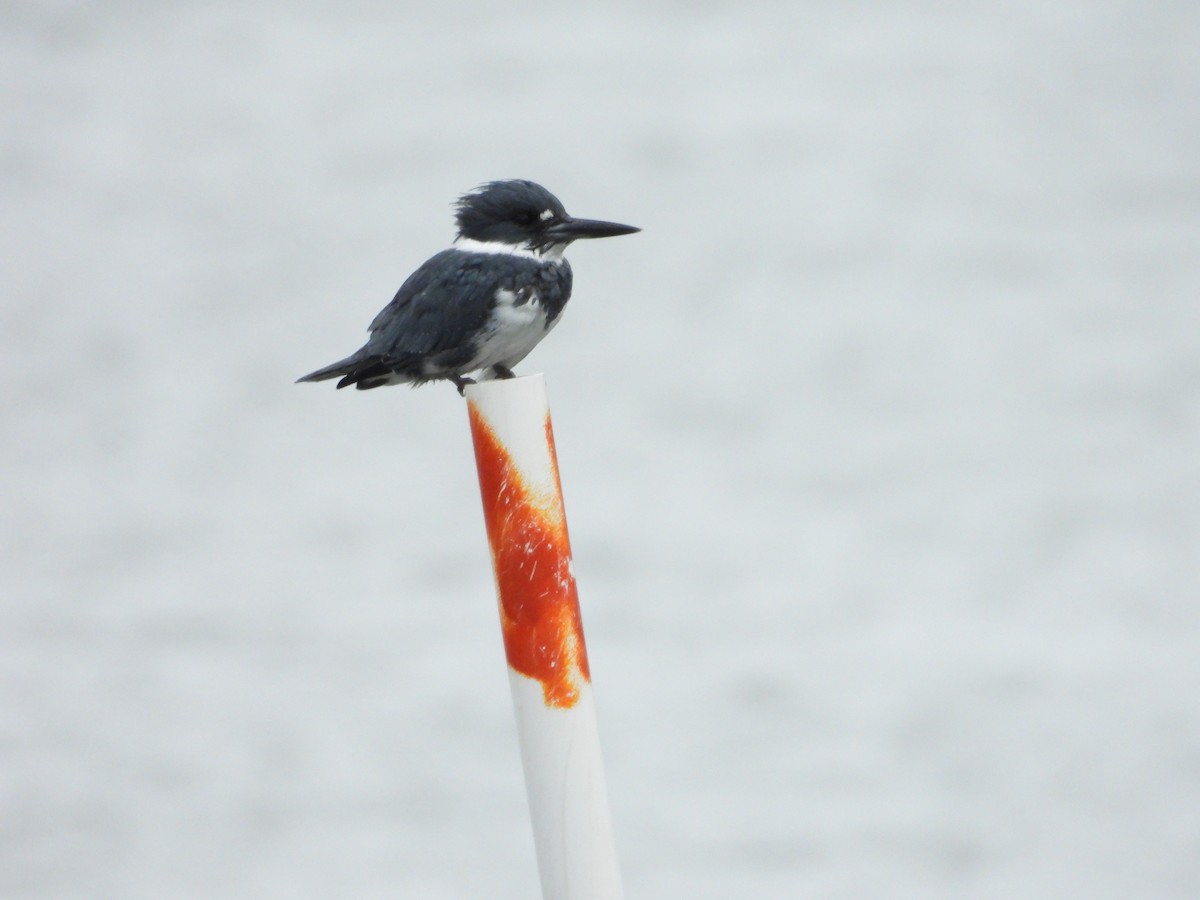 Belted Kingfisher - ML643285994