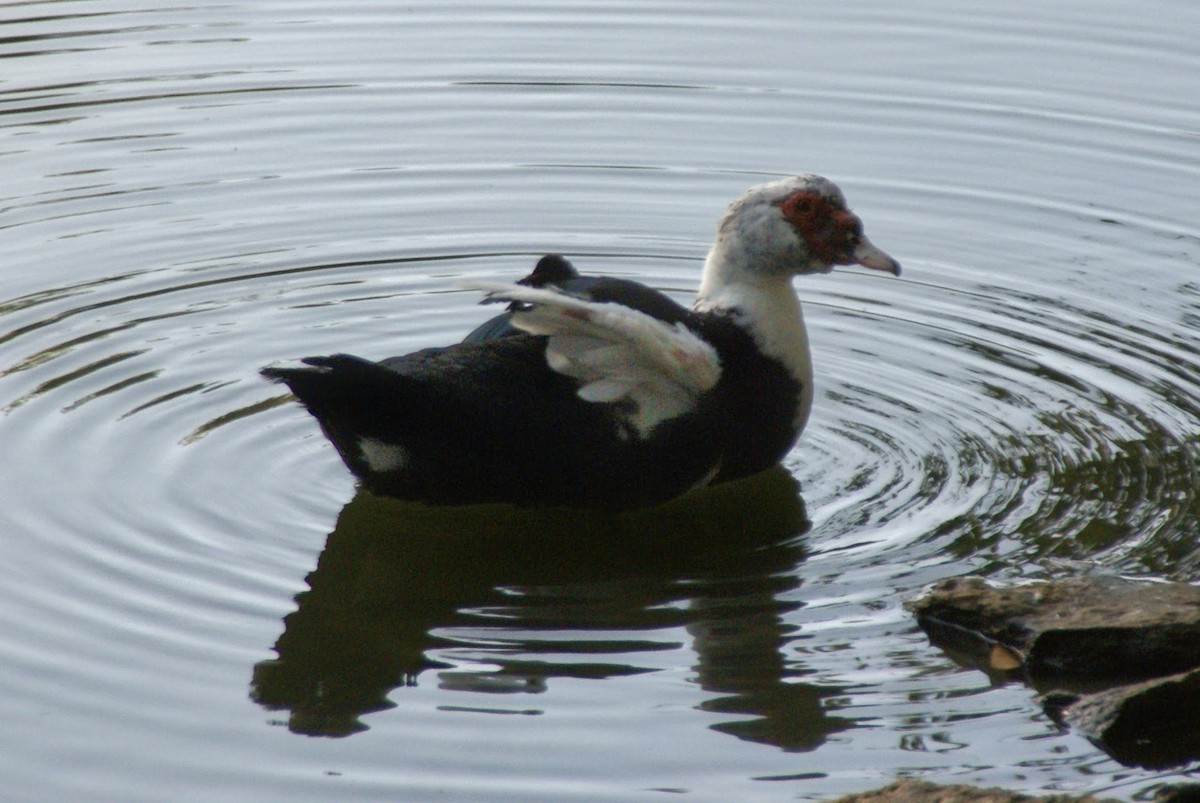 Canard musqué (forme domestique) - ML643286048