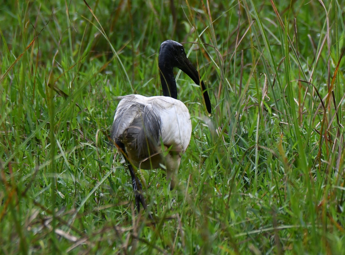 Ibis burubeltza - ML643286051