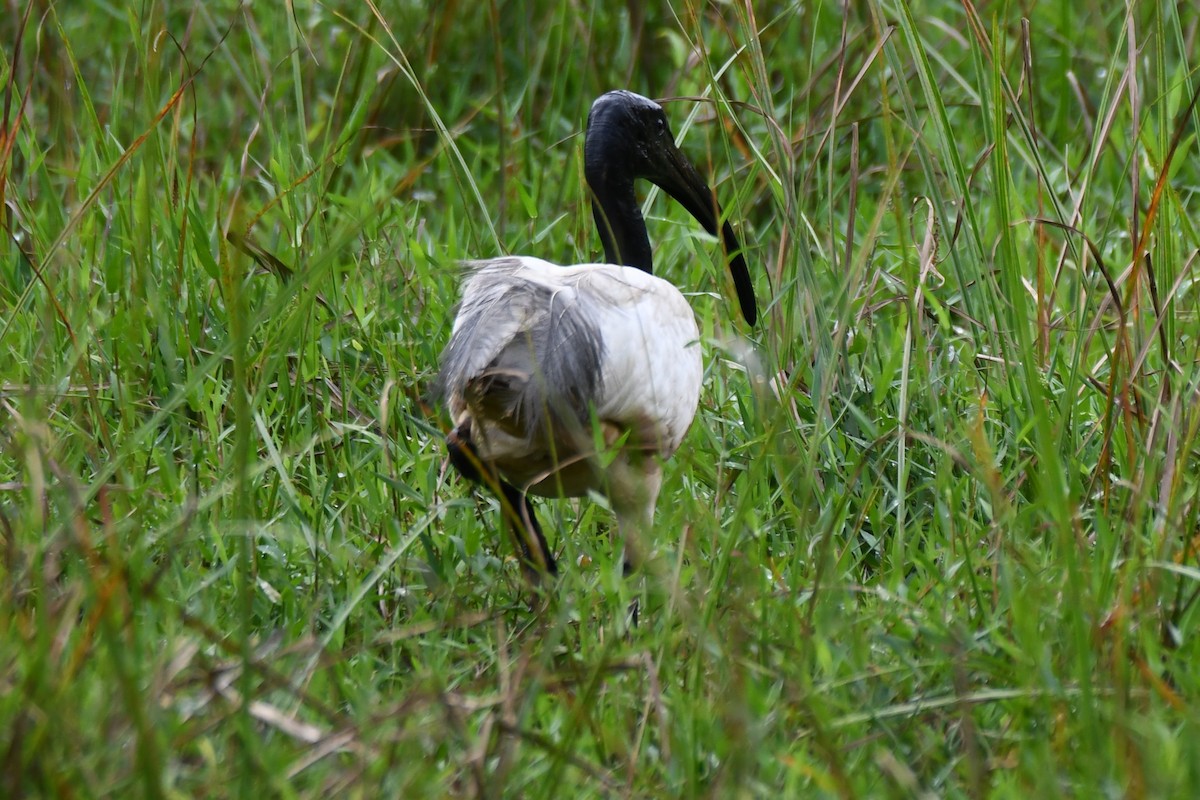 Ibis burubeltza - ML643286054