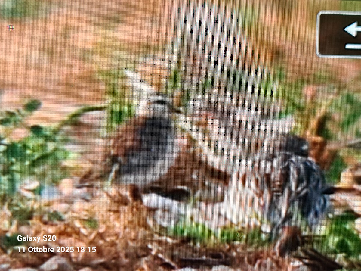 Eurasian Dotterel - ML643286102