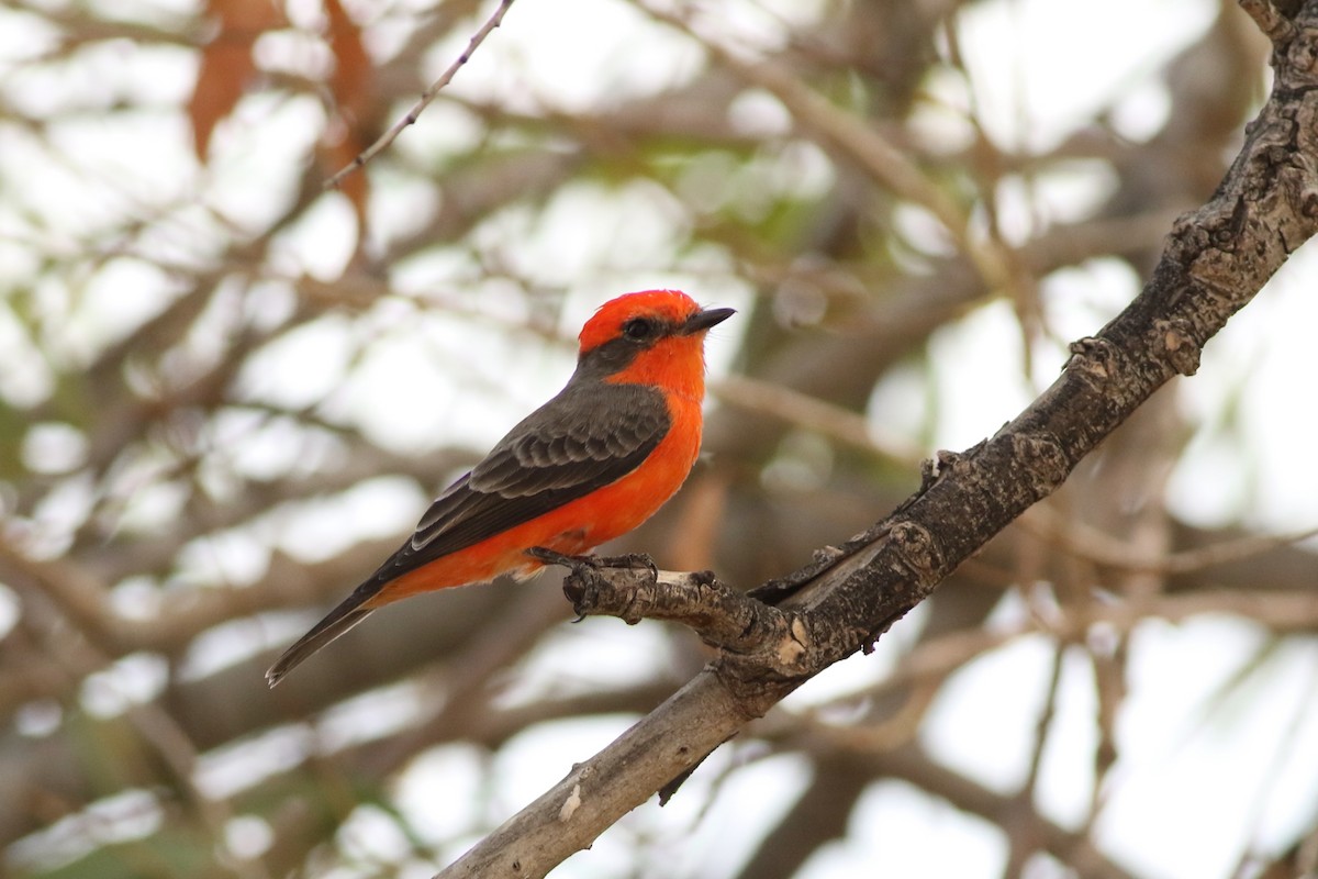 Vermilion Flycatcher - ML643286105